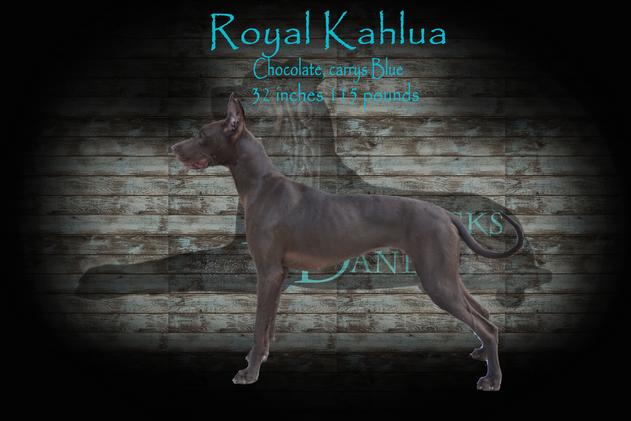 Chocolate great clearance dane for sale