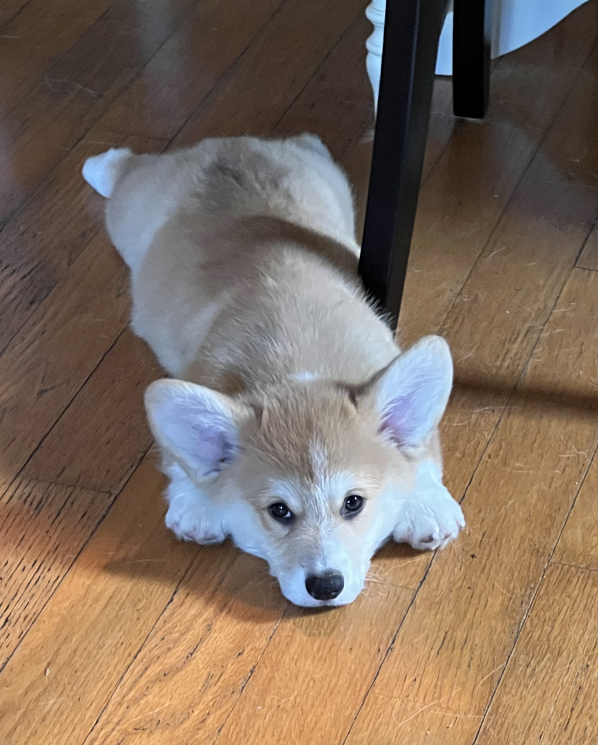 Kennel club corgi puppies hotsell for sale