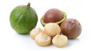 Macadamia Nut Fruit Tree Davie South Florida Broward