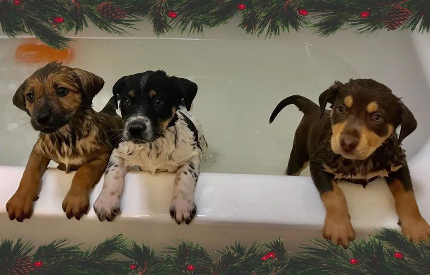 Home Pound PuppyZ Rescue