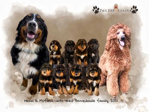 what is a standard bernedoodle