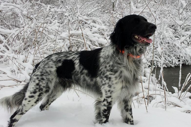 Large munsterlander outlet breeders