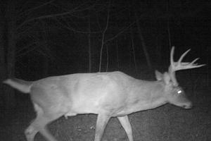 Kentucky deer hunting