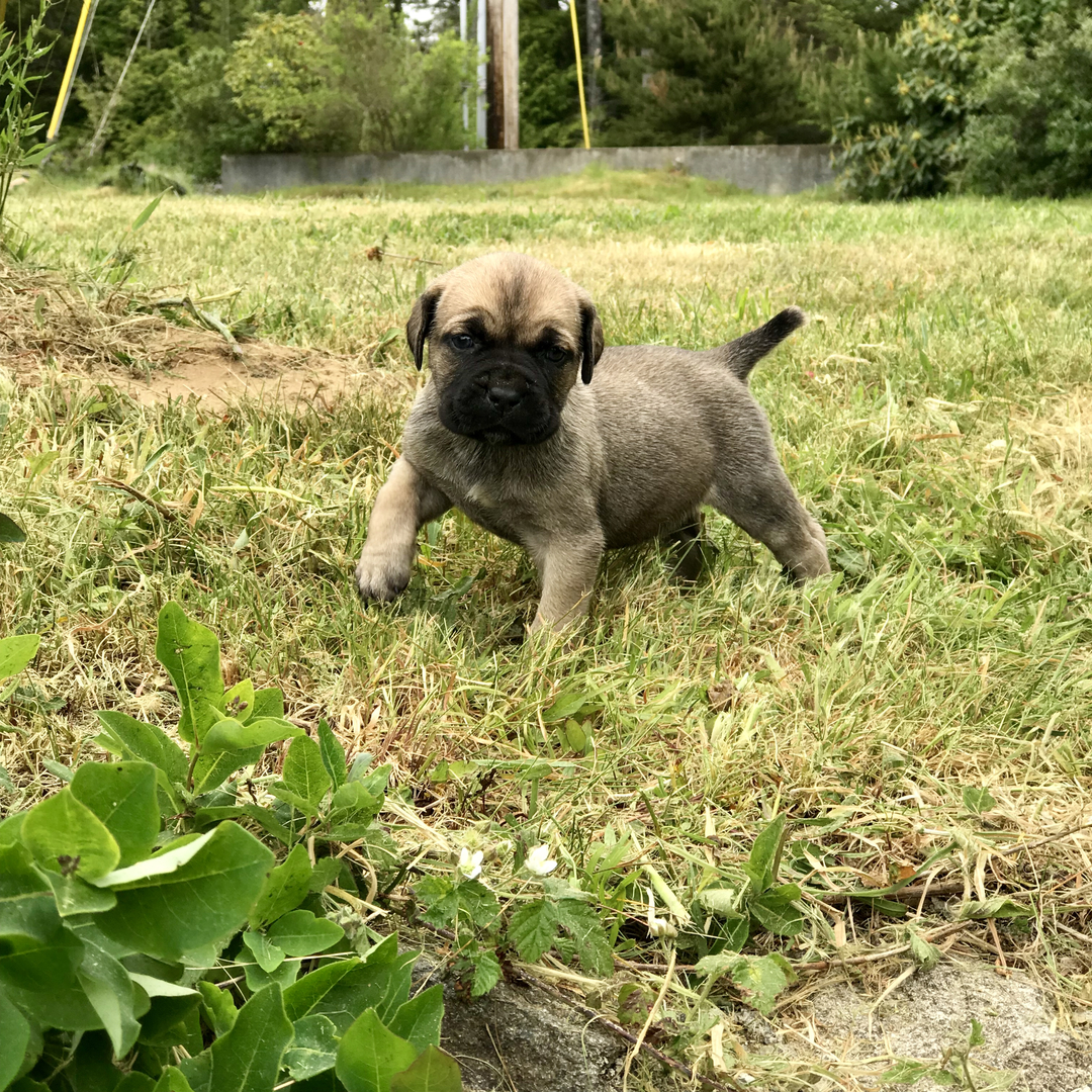 Cane corso store 6 weeks old