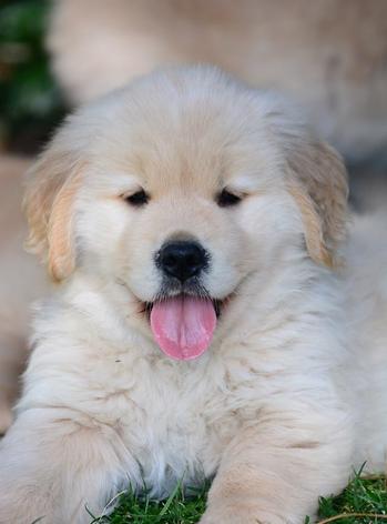 golden retriever puppy with pink tongue hanging out of mouth