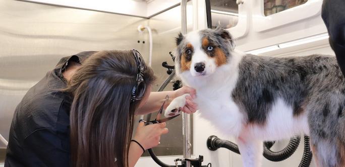 Pooch parlor store