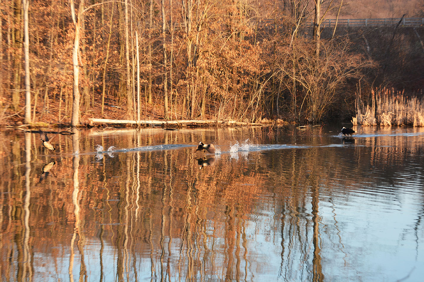 Geese Police of Western Pennsylvania PA boarder collie in action chasing problem canada geese