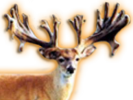 BUCKY WHITETAIL BREEDER BUCK