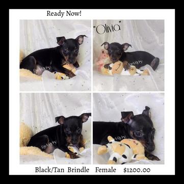 HPA Harlequin Pinschers