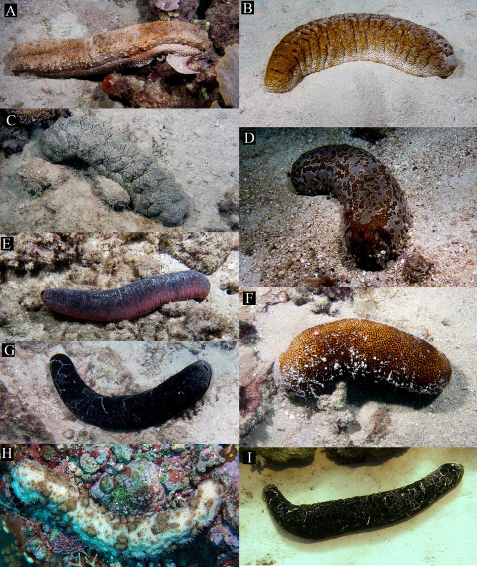 sea cucumber species