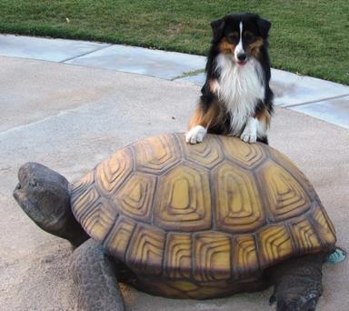 Turtle mountain hot sale mini aussies