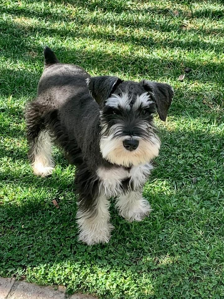 Windjammer best sale miniature schnauzers