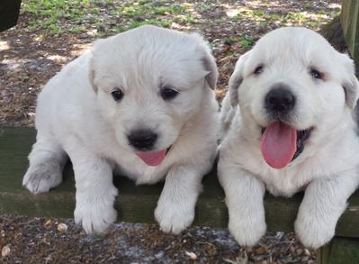 English Cream Goldens South Florida