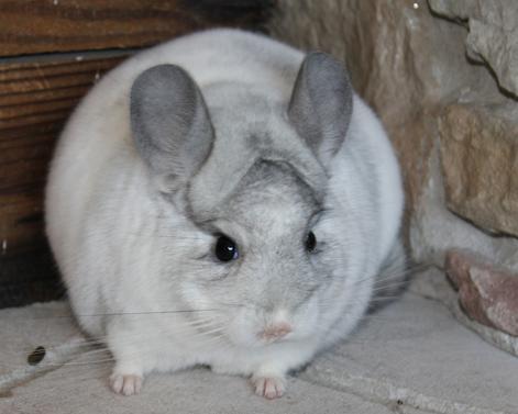 Buy 2024 chinchilla pet