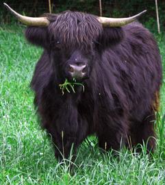 Black highland cattle,Scottish highland cattle, Highland cattle black,Highland cattle, Highland calves