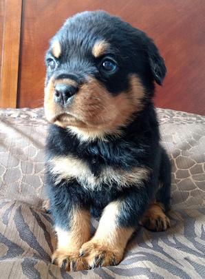 Puppies For Sale In Albuquerque >> German Rottweiler Puppies For Sale, German Rottweiler Puppies For Sale in New Mexico - Vom ... Puppies For Sale In Albuquerque >> German Rottweiler Puppies For Sale, German Rottweiler Puppies For Sale in New Mexico - Vom ...