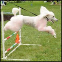 dog agility of poodle at Woofa~Roo Pet Fest