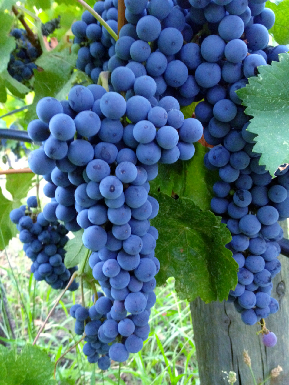 Cluster of ripe wine grapes