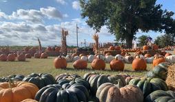 pumpkin patch near abilene tx