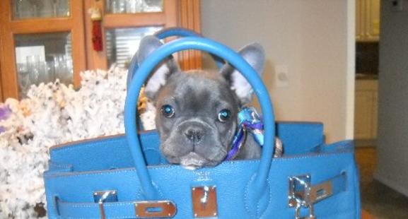 Mini blue french bulldog puppies best sale for sale