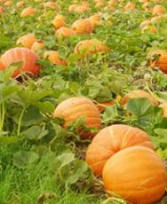 Photo of Giant Pumpkin Field