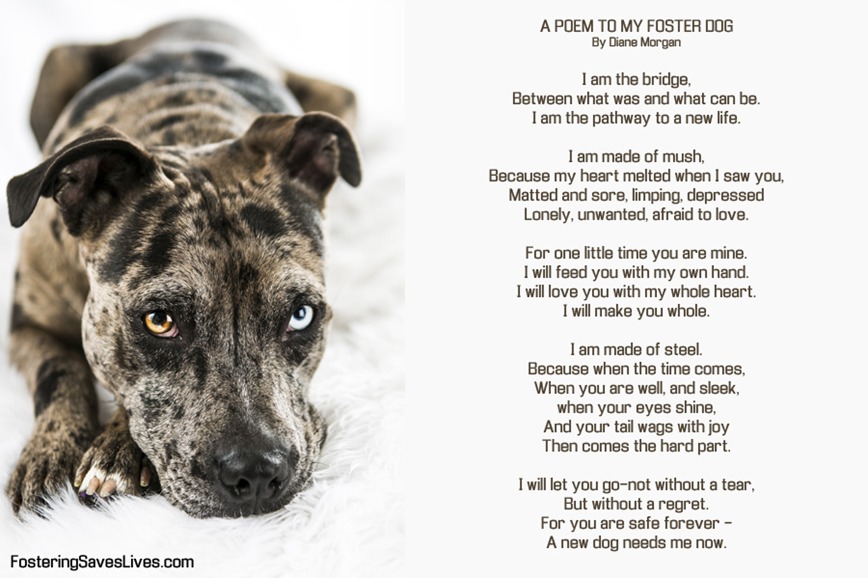 Foster Homes