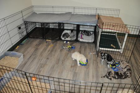 How to set 2025 up puppy area