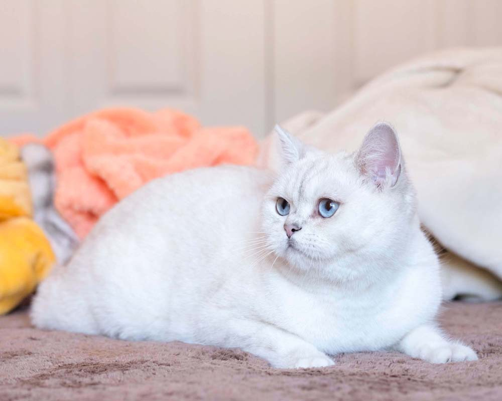 British shorthair best sale silver shaded point