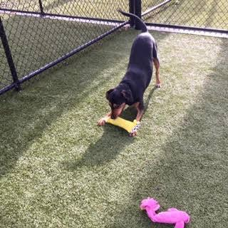 Creature Comforts Kennels Pet Boarding Dog Grooming