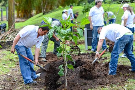 TREE PLANTING SERVICES