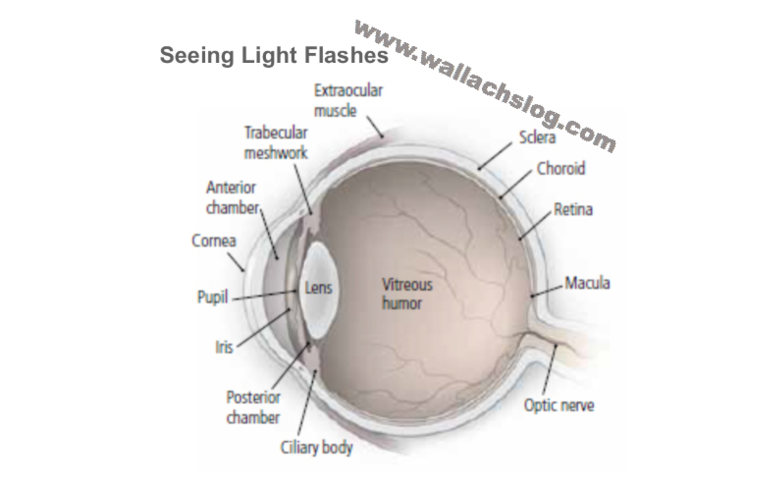 Seeing Light Flashes - Dr. Joel Wallach