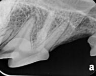 Dog tooth x-ray