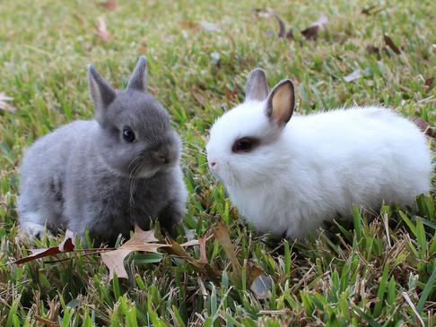 Dwarf bunnies 2024 near me