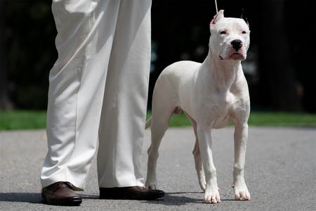 La Historia Dogo Argentino Breeder - Dogo Argentino Kennels