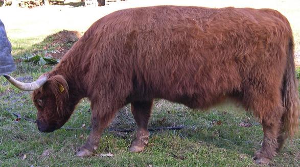 Scottish highland cattle,Black highland cattle,Highland cattle black,Highland cattle, Highland calves