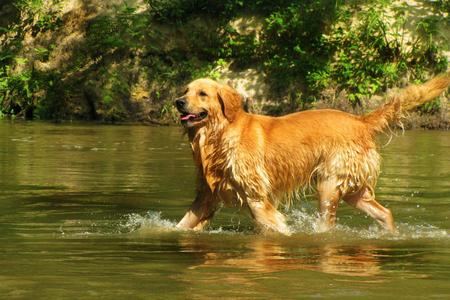 dog playing in stream