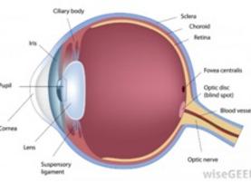 Eye care Optician