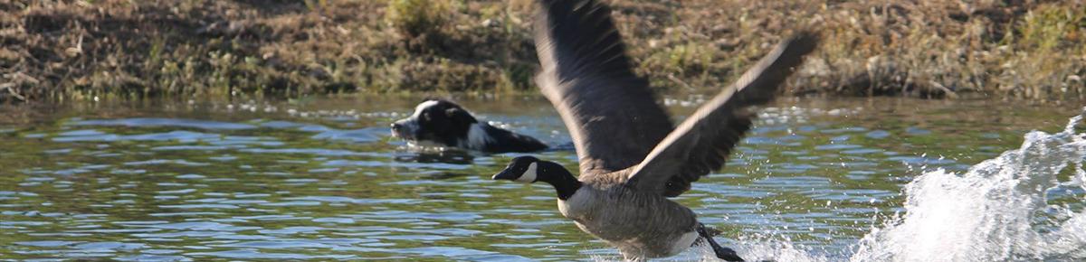 Geese Police of Western Pennsylvania PA oarder Collie swimming after canada geese
