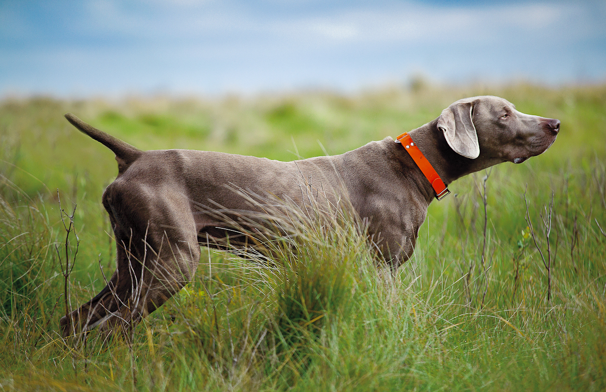 Silver store hunting dog