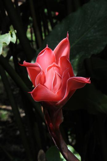 tropical plant in Ecuador photographed by Kevin O'Dwyer