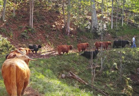 Scottish highland cattle,Black highland cattle,Highland cattle black,Highland cattle, Highland calves