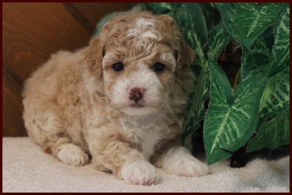 Red and white bichpoo puppy for sale