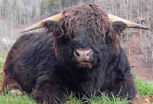 Scottish highland cattle,Black highland cattle,Highland cattle black,Highland cattle, Highland calves