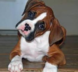 Buy boxer hotsell puppy near me