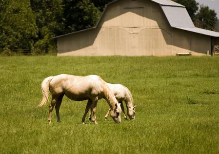 Hobby farm in Minnesota