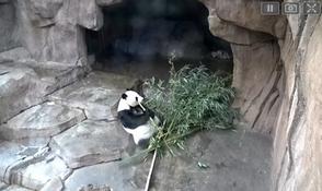 http://zoo.sandiegozoo.org/cams/panda-cam