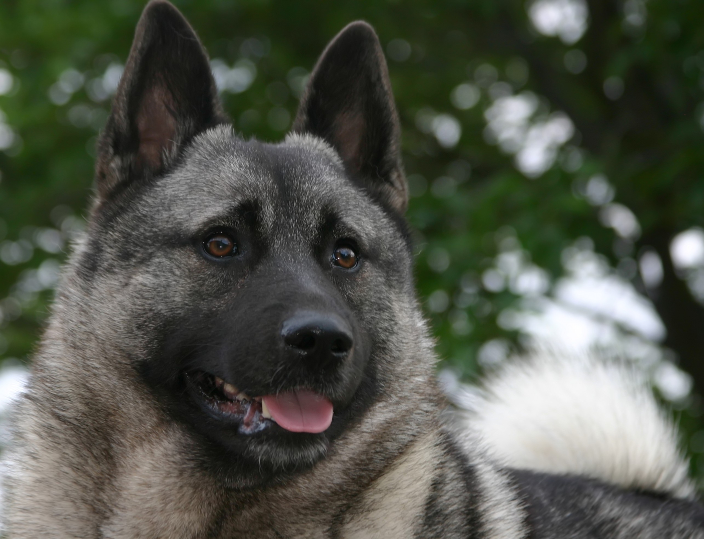 are black norwegian elkhound aggressive