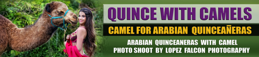 camels quinceanera sweet 15 with camel in miami photo shoot quince photography with camel camello para fotos de quince en miami