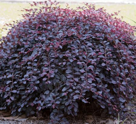 loropetalum dwarf weeping southernlivingplants sunshine ligustrum habit beginning grows privet