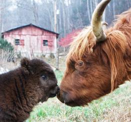 Highland cattle black,Scottish highland cattle,Black highland cattle,Highland cattle, Highland calves